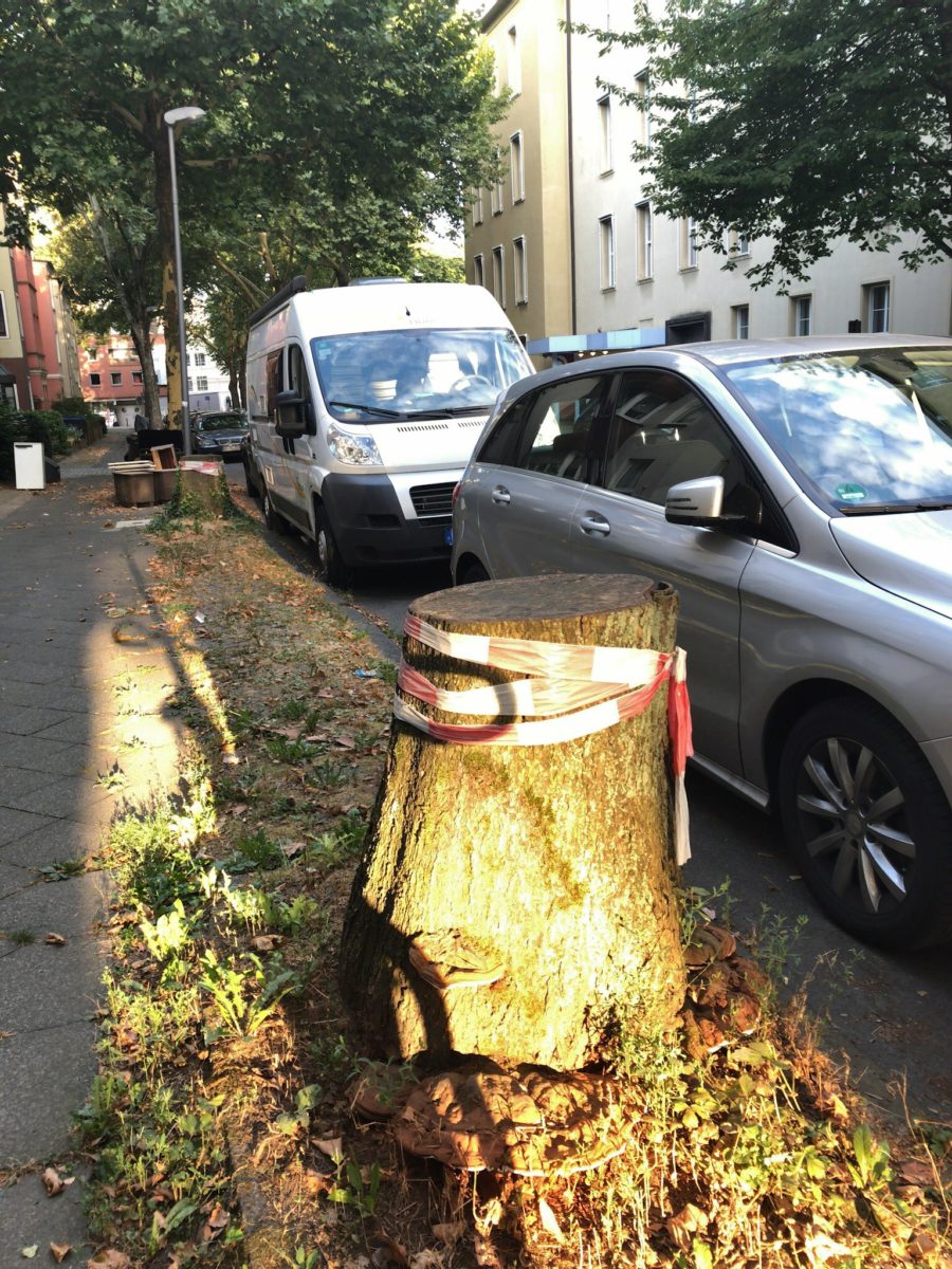 Baumstümpfe (Stubben) im Ehrenfeld - hier: Hugo-Schultz-Straße