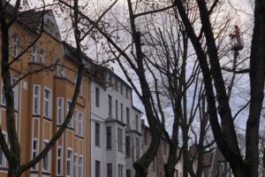 Baumfällung in der Yorckstraße im Bochumer Ehrenfeld #boEhrenfeld