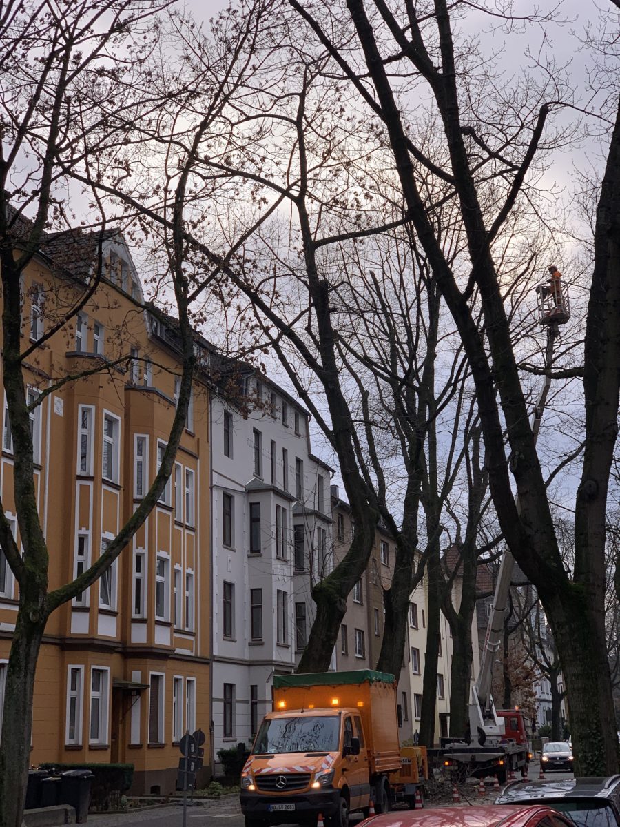 Baumfällungen in der Yorckstraße im Bochumer Ehrenfeld #boEhrenfeld