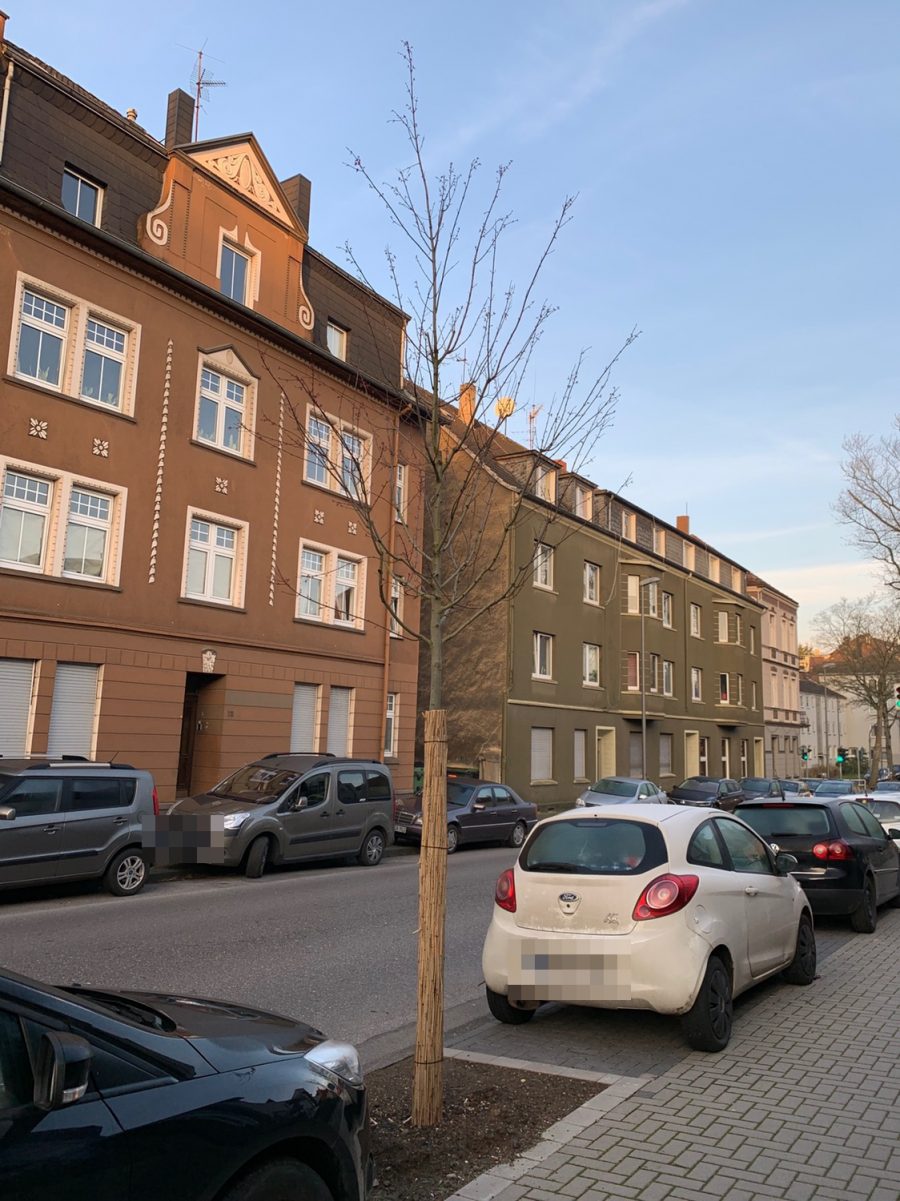 Neuer Baum in der Hunscheidtstraße (im Bochumer Ehrenfeld)