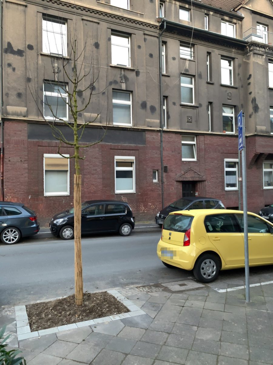 Neuer Baum in der Ewaldstraße (im Bochumer Ehrenfeld)