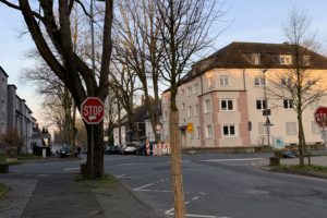 Neuer Baum in der Friederikastraße (im Bochumer Ehrenfeld)