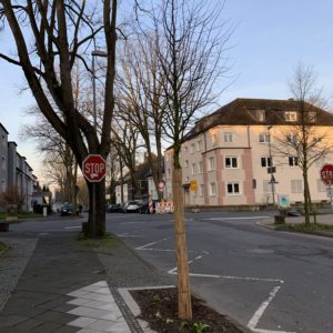 Neuer Baum in der Friederikastraße (im Bochumer Ehrenfeld)