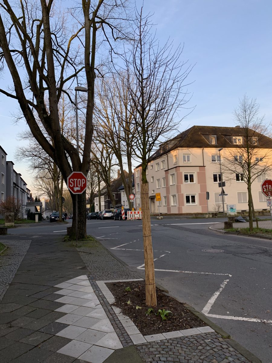 Neuer Baum in der Friederikastraße (im Bochumer Ehrenfeld)