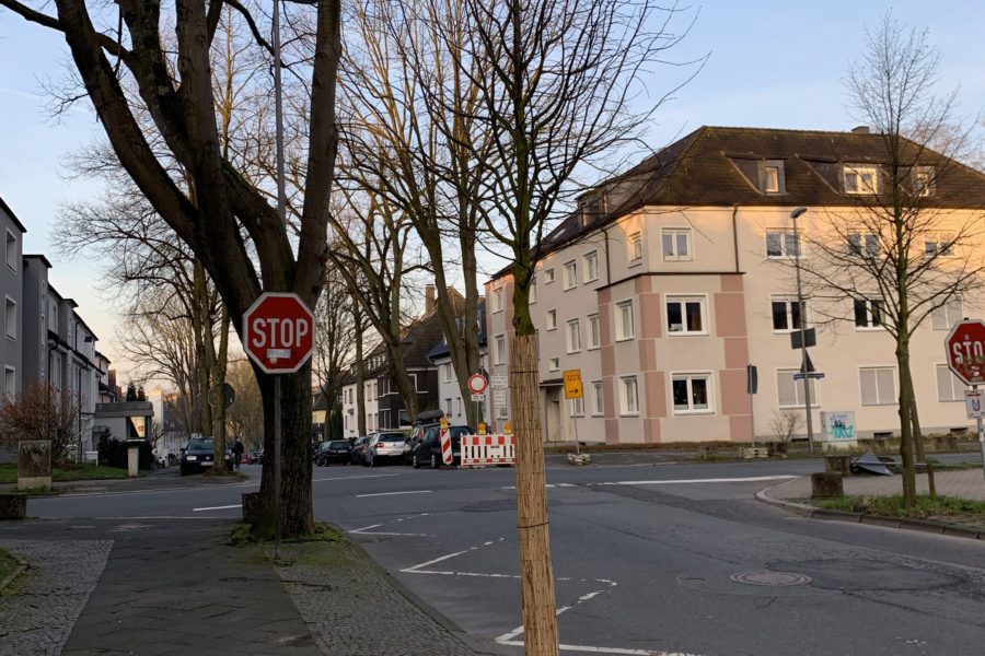Neuer Baum in der Friederikastraße (im Bochumer Ehrenfeld)