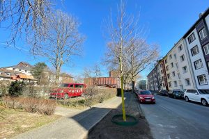 Neuer Baum in der Hubertusstraße (im Bochumer Ehrenfeld)