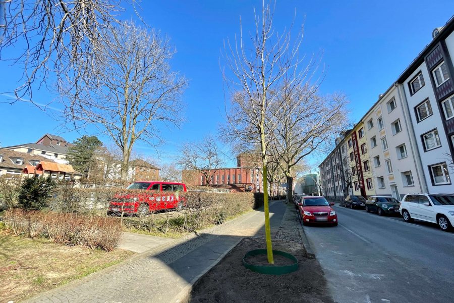 Neuer Baum in der Hubertusstraße (im Bochumer Ehrenfeld)