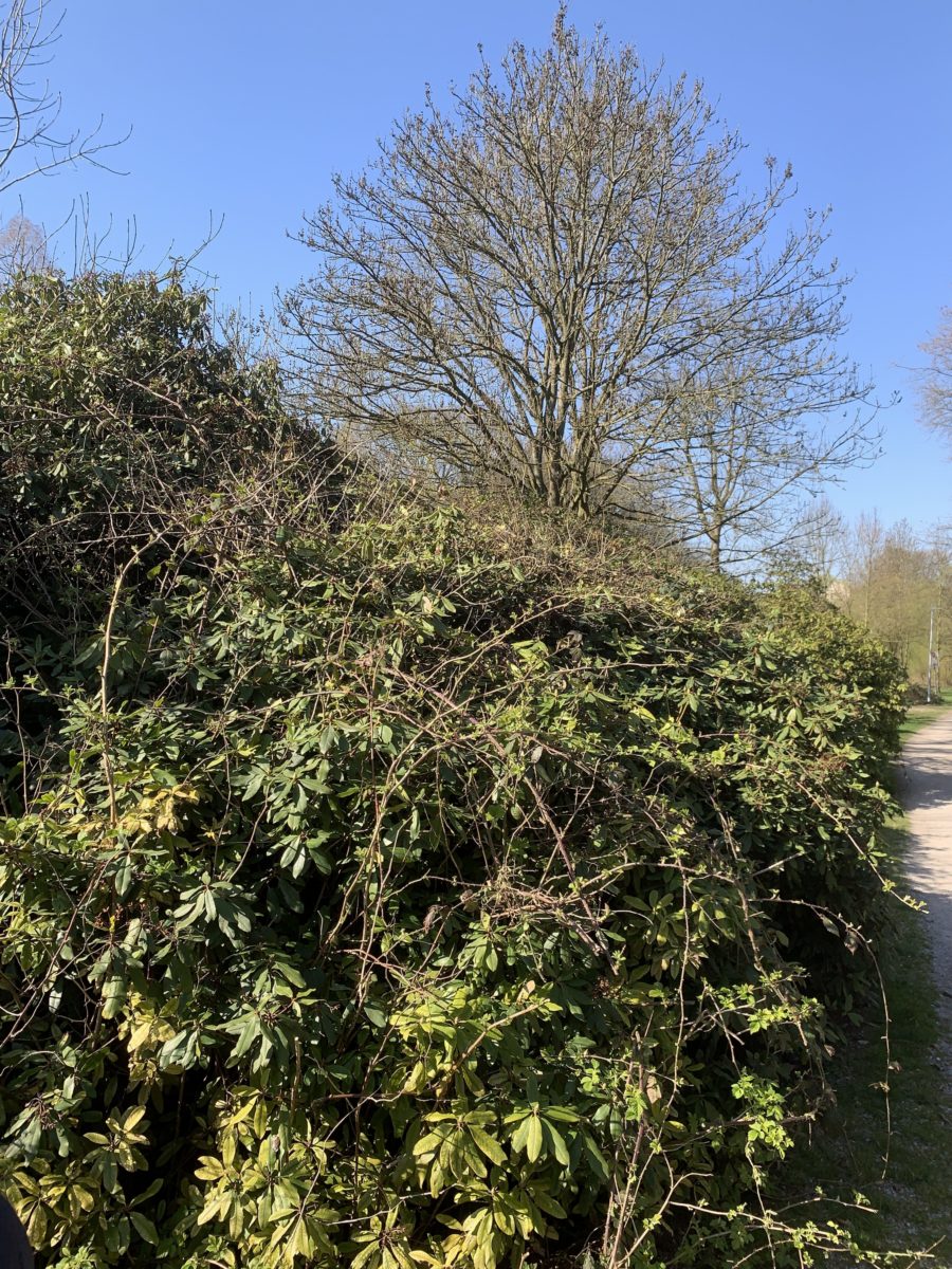 Begehung im Wiesental: Ineinandergewachsene Büsche