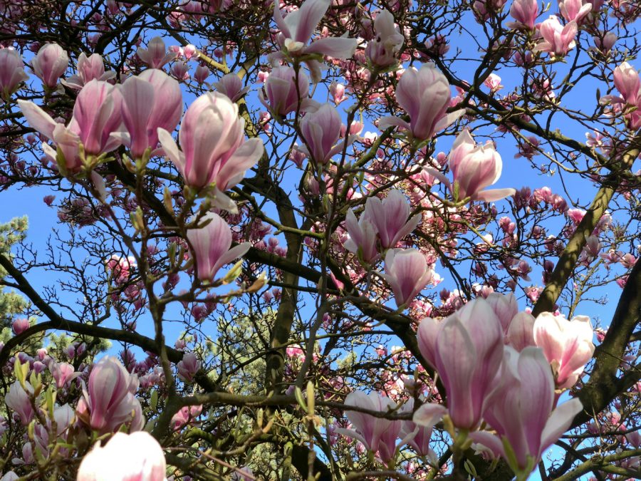 Detailansicht der Magnolienblüten im Wiesental