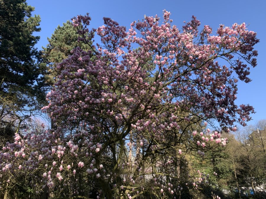 Magnolie im Wiesental