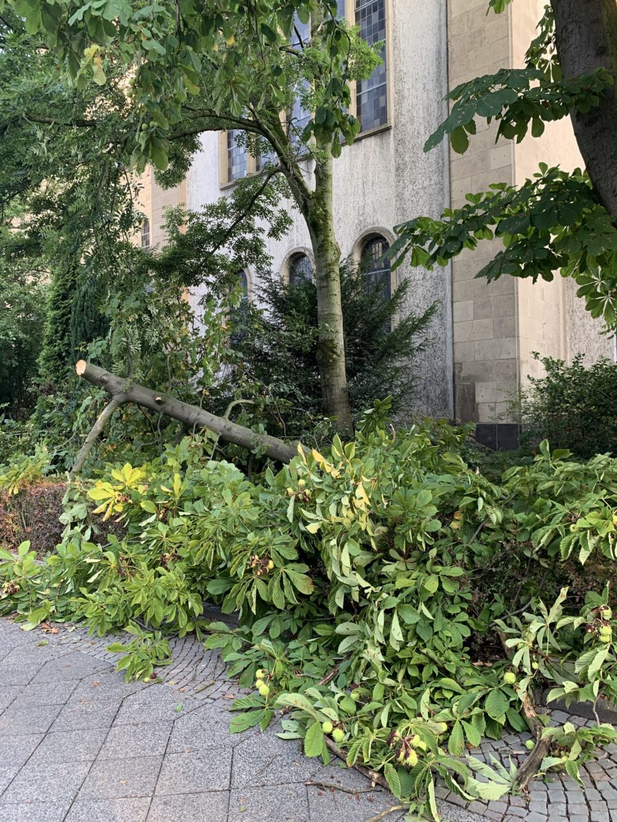 Sturm im Bochumer Ehrenfeld: abgeknickter Baum in der Hubertusstraße (an der Kirche St. Meinolphus-Mauritius)