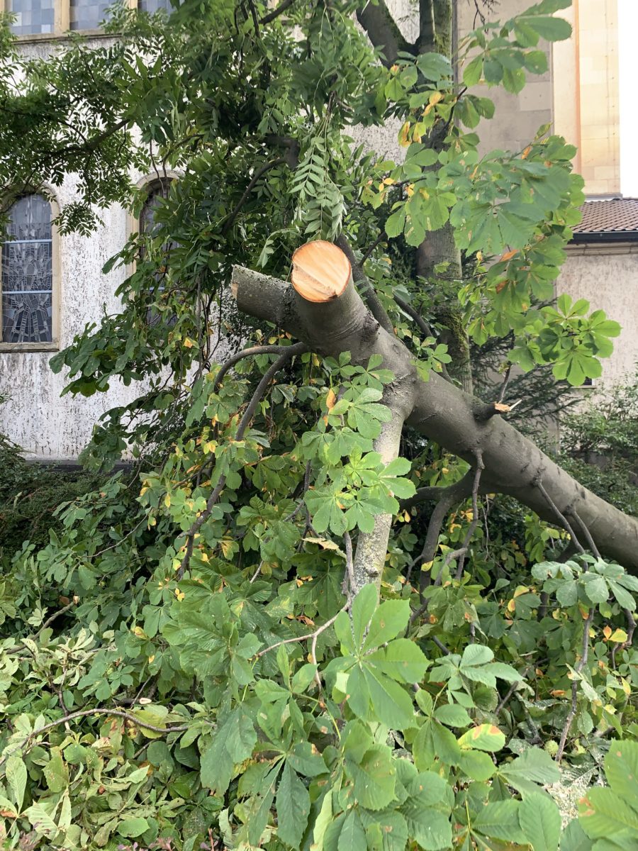 Sturm im Bochumer Ehrenfeld: abgeknickter Baum in der Hubertusstraße (an der Kirche St. Meinolphus-Mauritius)