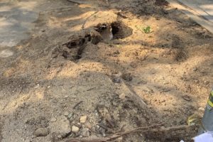 Sturm im Bochumer Ehrenfeld: hier stand der Baum am Hans-Ehrenberg-Platz