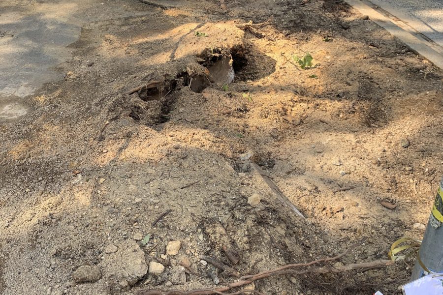 Sturm im Bochumer Ehrenfeld: hier stand der Baum am Hans-Ehrenberg-Platz