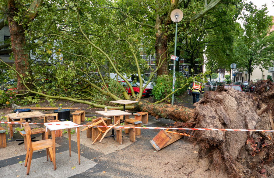 Umgekippter Baum auf dem Hans-Ehrenberg-Platz im Bochumer Ehrenfeld (Bild: Feuerwehr Bochum)
