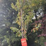 Einheitsbuddeln Bochum am 03.10.2019: "Unsere" SPD-Kirsche (Prunus avium 'Burlat' - Süßkirsche Burlat)