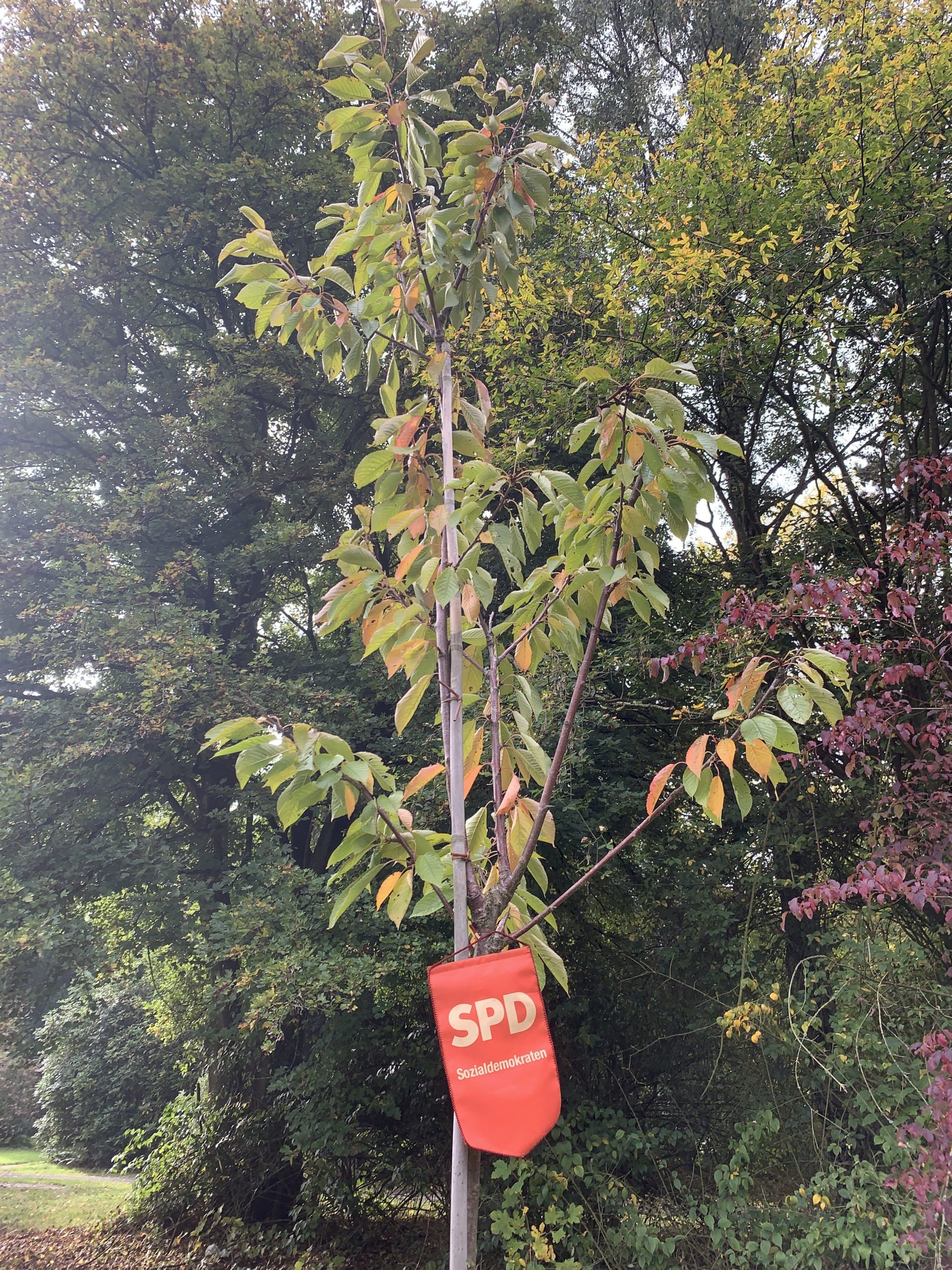 Einheitsbuddeln Bochum am 03.10.2019: "Unsere" SPD-Kirsche (Prunus avium 'Burlat' - Süßkirsche Burlat)