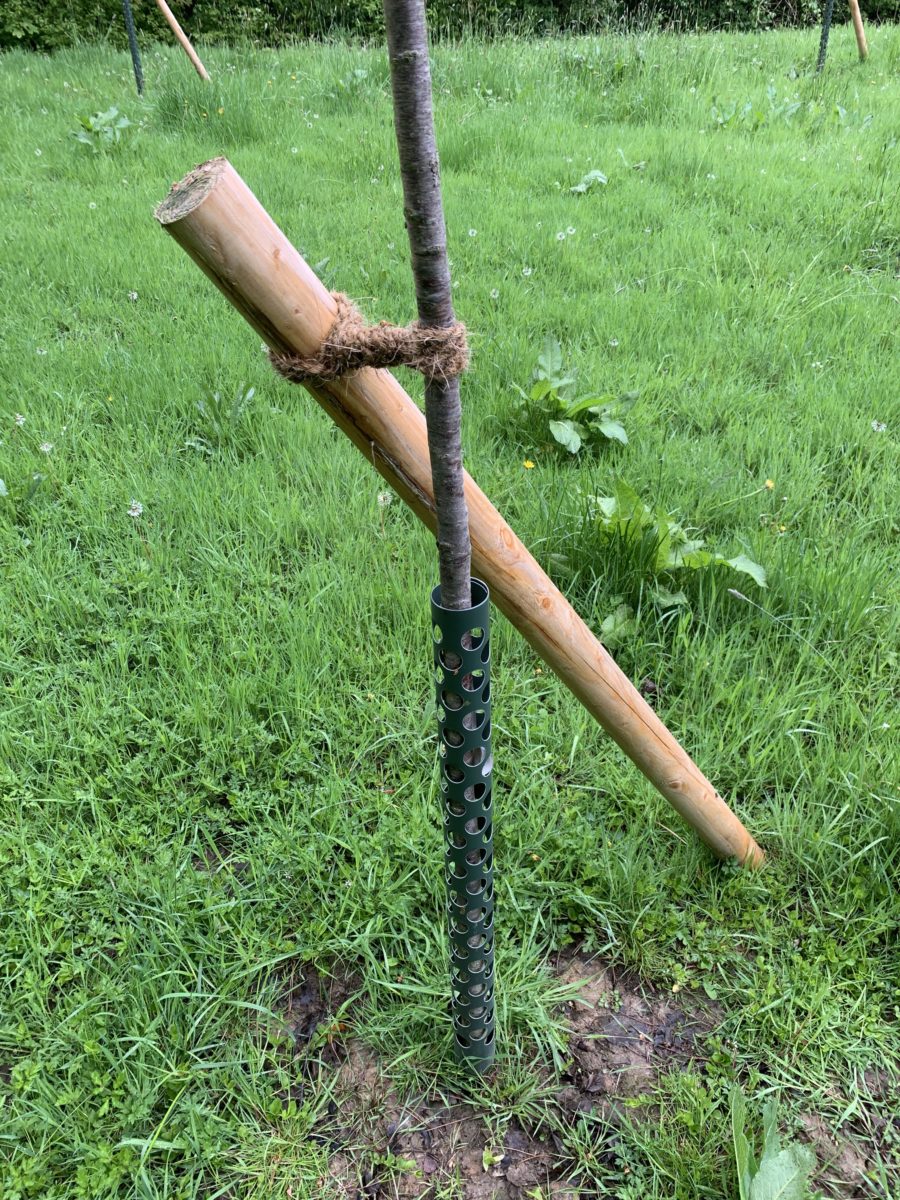 Stütze am Kirschbaum - (Einheitsbuddeln: Obstwiese an der Feldmark)