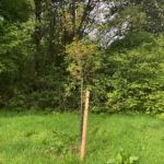 Kirschbaum - (Einheitsbuddeln: Obstwiese an der Feldmark)