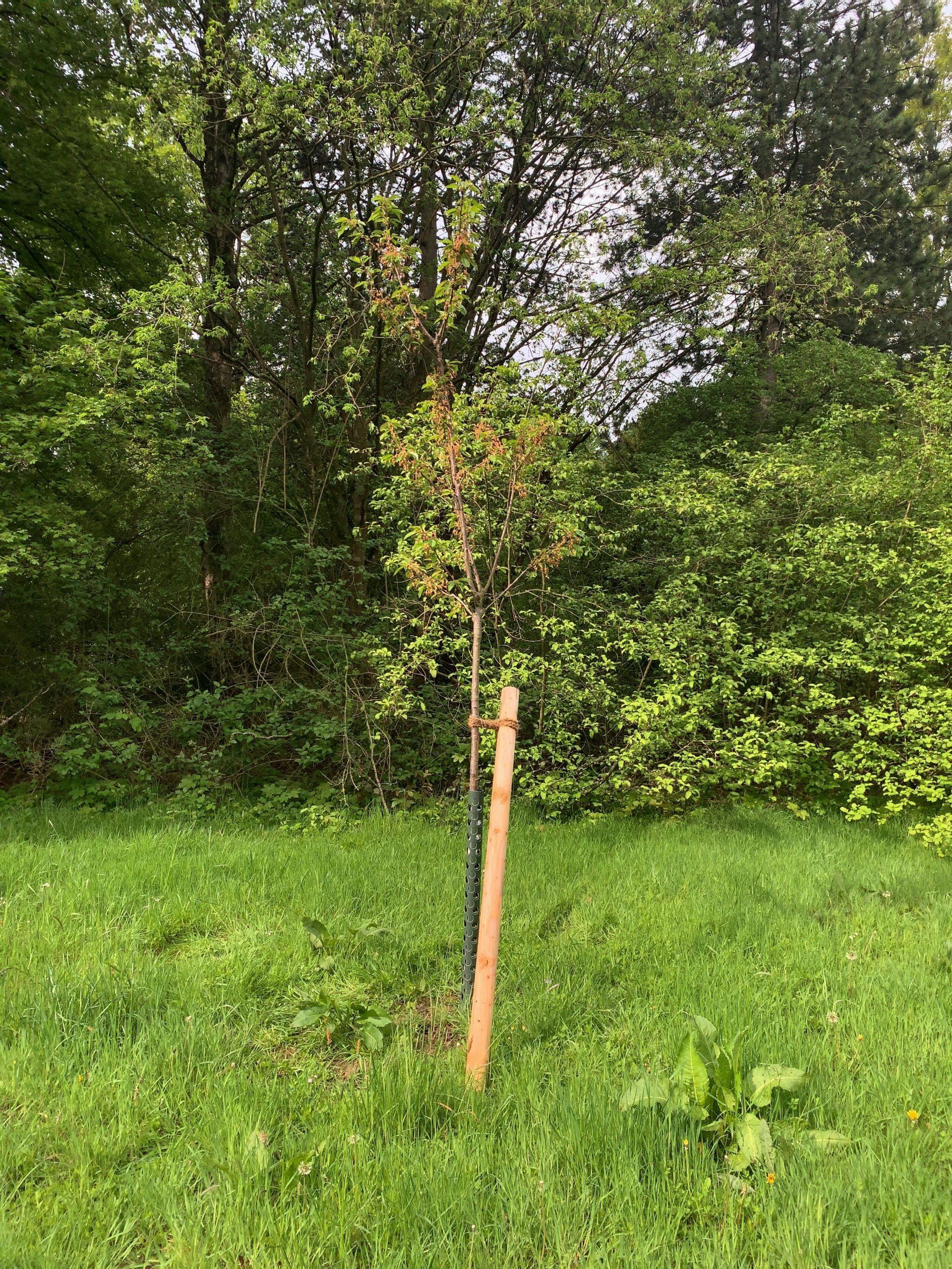 Kirschbaum - (Einheitsbuddeln: Obstwiese an der Feldmark)