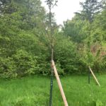 Kirschbaum - (Einheitsbuddeln: Obstwiese an der Feldmark)