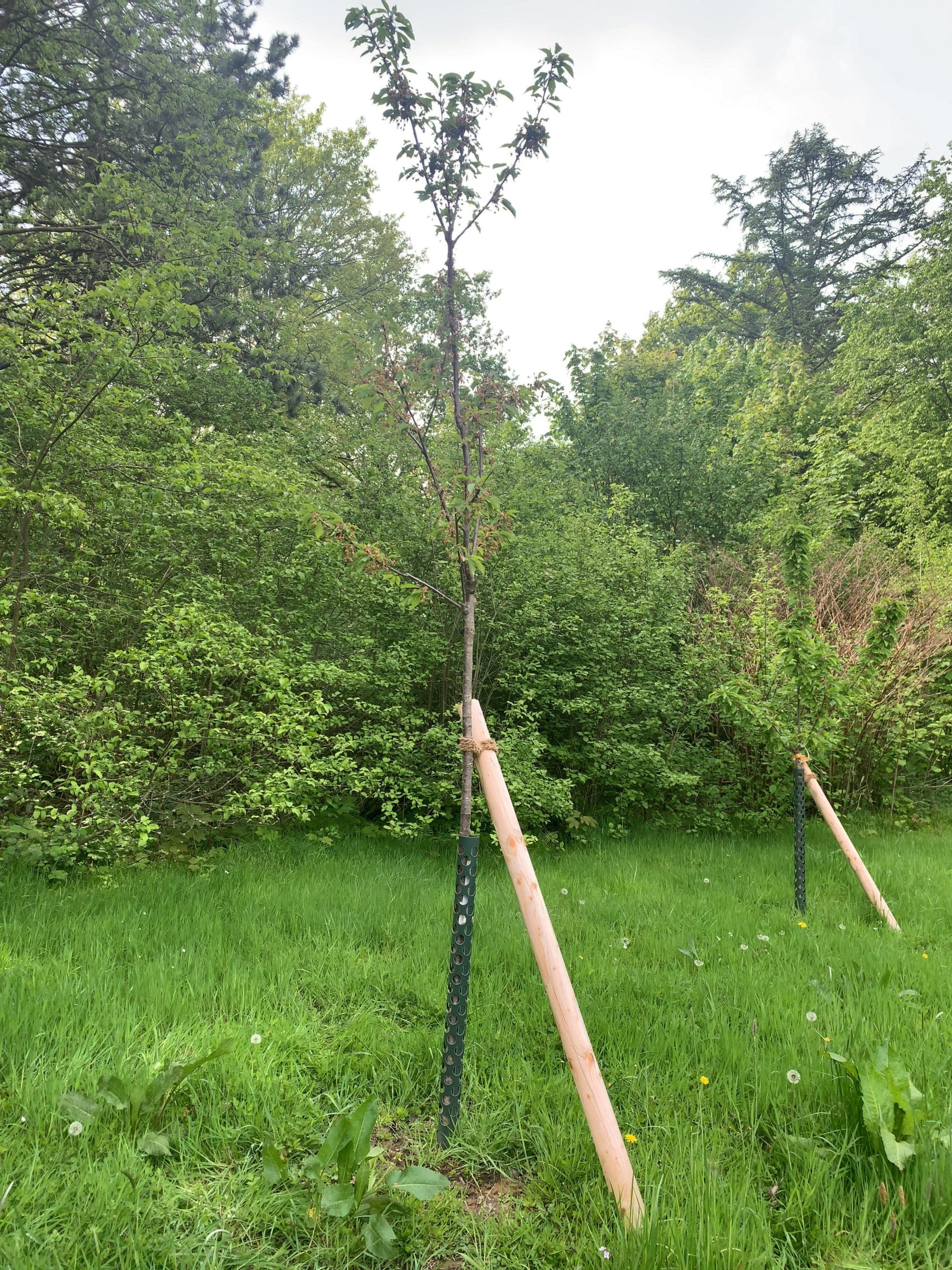 Kirschbaum - (Einheitsbuddeln: Obstwiese an der Feldmark)