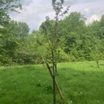 Kirschbaum - (Einheitsbuddeln: Obstwiese an der Feldmark)