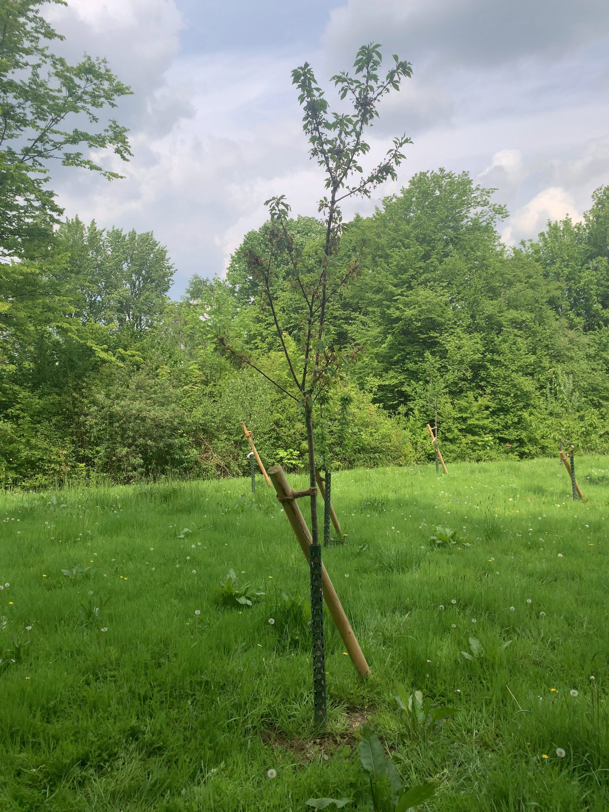 Kirschbaum - (Einheitsbuddeln: Obstwiese an der Feldmark)
