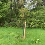 Kirschbaum - (Einheitsbuddeln: Obstwiese an der Feldmark)
