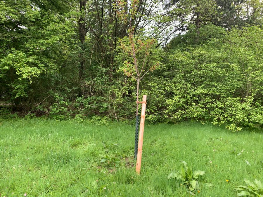 Kirschbaum - (Einheitsbuddeln: Obstwiese an der Feldmark)