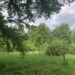 Einheitsbuddeln: Obstwiese an der Feldmark