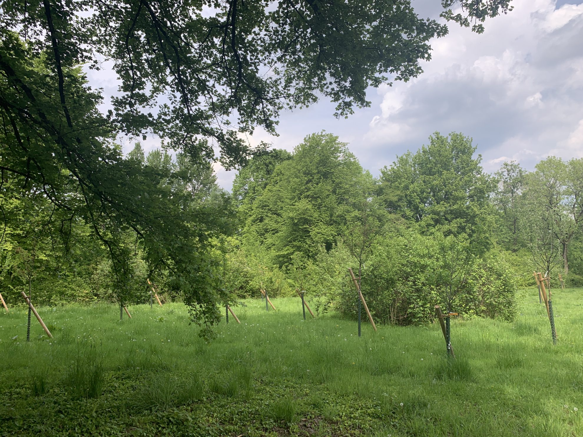 Einheitsbuddeln: Obstwiese an der Feldmark