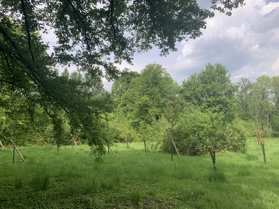 Einheitsbuddeln: Obstwiese an der Feldmark