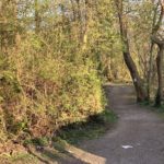 Weg im Friederika-Wäldchen