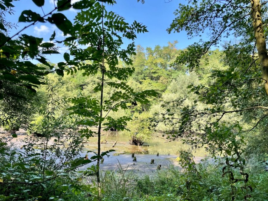 8. Langer Tag der Stadtnatur Bochum: Naturschutzgebiet Blumenkamp