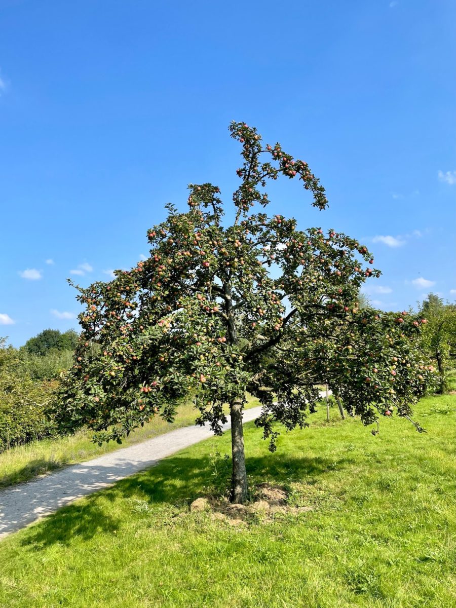 8. Langer Tag der Stadtnatur Bochum: Apfelbaum im KGV Kraut und Rüben in Hordel
