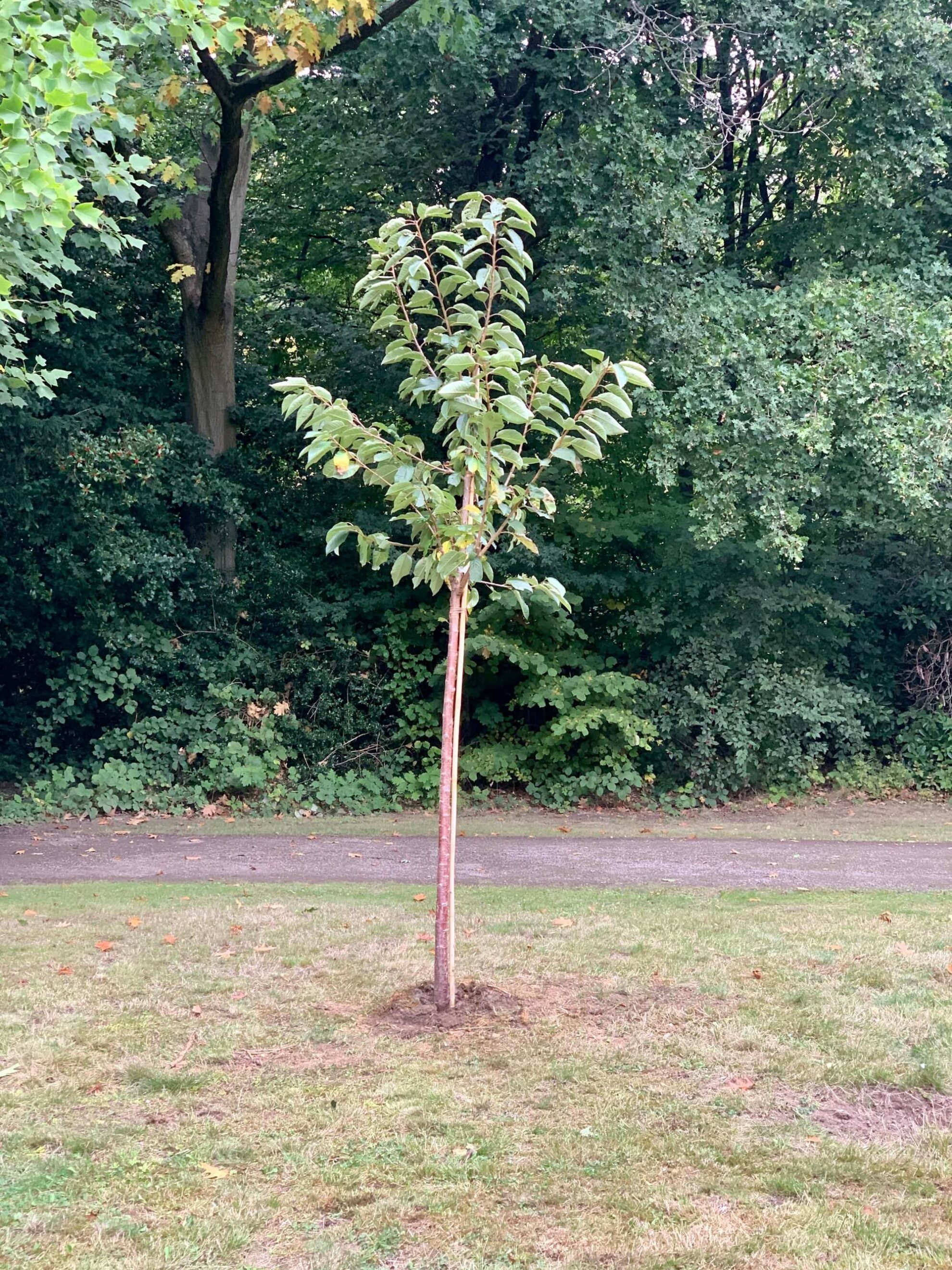 Einheitsbuddeln 2020: der von uns gepflanzte Kirschbaum
