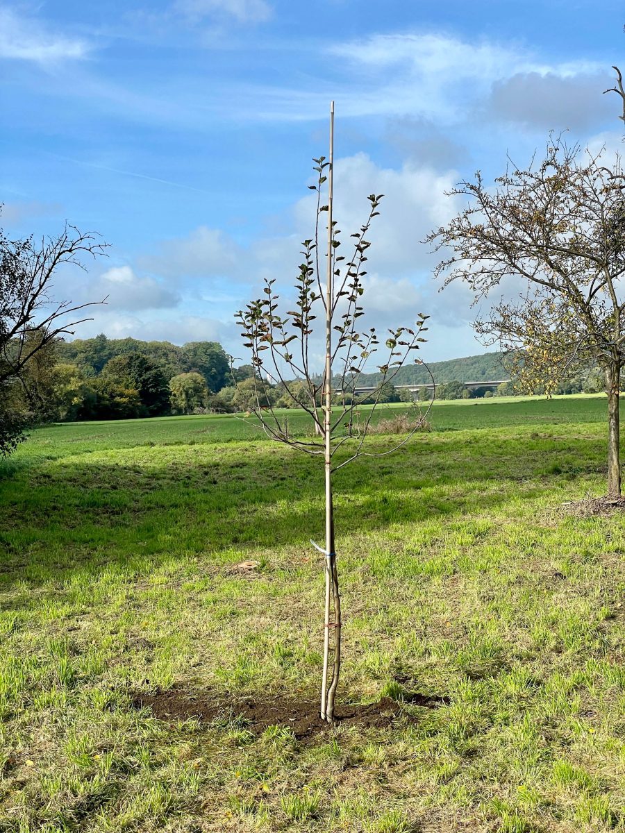 Einheitsbuddeln 2022: Apfelbaum der SPD Bochum-Mitte