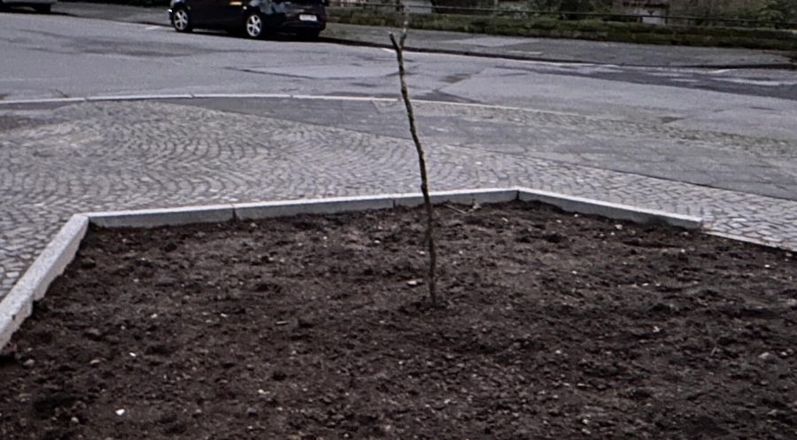 Neue Baumscheibe (mit Detailansicht auf dem Stock) an der Ecke Ewaldstraße, Saladin-Schmitt-Straße und Weiherstraße