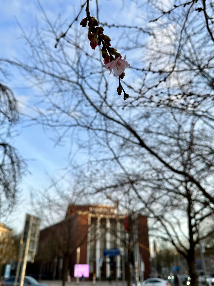 Frühe Zierkirsche Accolade (Prunus subhirtella Accolade) mit einigen wenigen Kirschblüten auf dem Tana-Schanzara-Platz vor dem Schauspielhaus Bochum