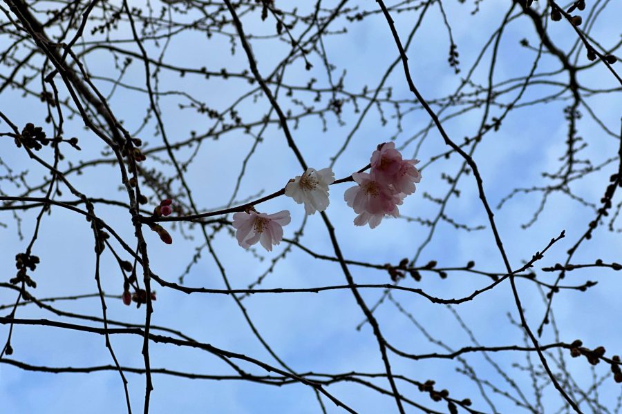 Frühe Zierkirsche Accolade (Prunus subhirtella Accolade) mit einigen wenigen Kirschblüten auf dem Tana-Schanzara-Platz