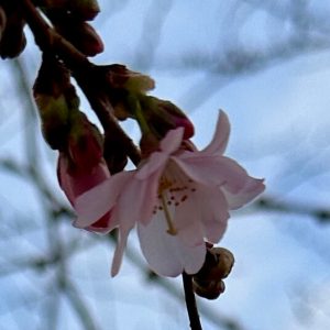 Frühe Zierkirsche Accolade (Prunus subhirtella Accolade) auf dem Tana-Schanzara-Platz
